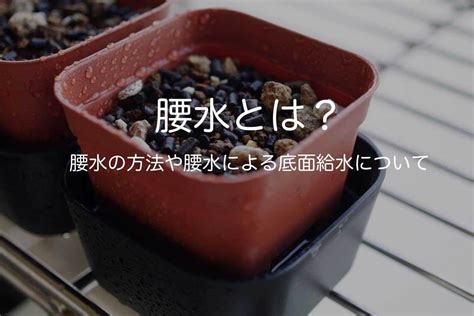 腰水|腰水(こしみず)とは？腰水管理のメリットと注意点について｜金 